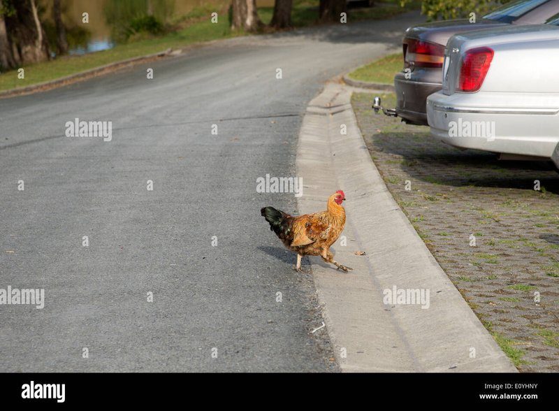 Guide to juego chicken road